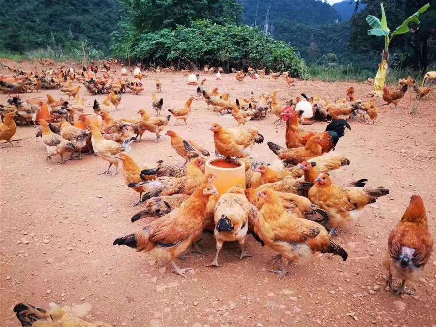 AG Club | The Originator of Live Casino