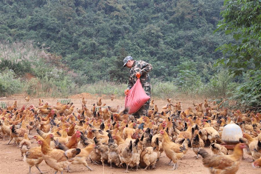 AG Club | The Originator of Live Casino