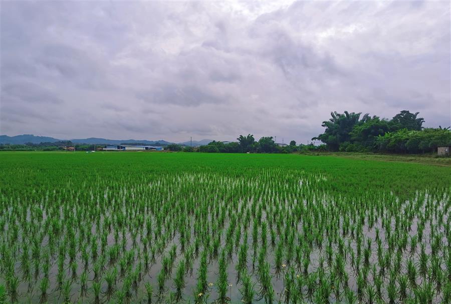 AG Club | The Originator of Live Casino