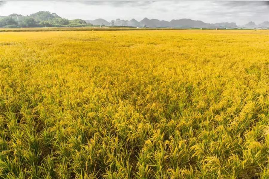 AG Club | The Originator of Live Casino