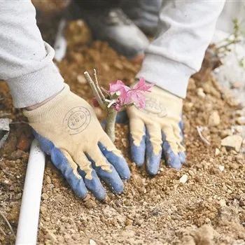 AG Club | The Originator of Live Casino