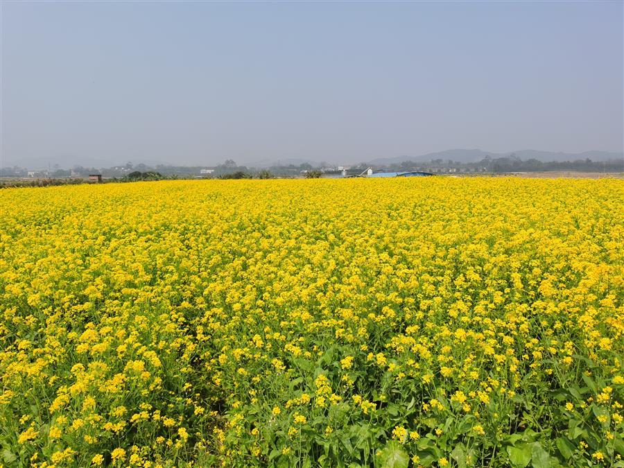 AG Club | The Originator of Live Casino