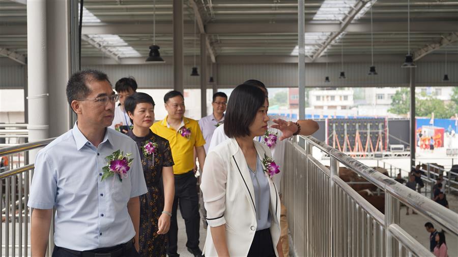 AG Club | The Originator of Live Casino