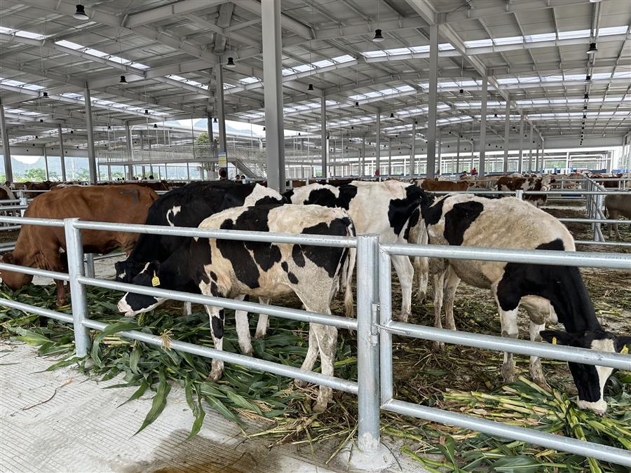 AG Club | The Originator of Live Casino