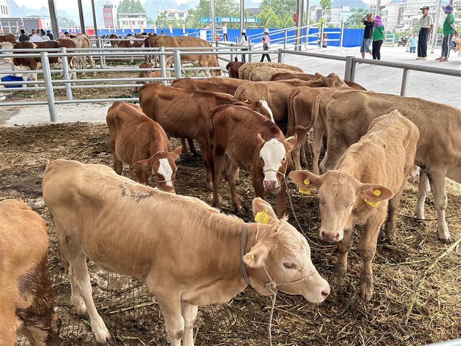 AG Club | The Originator of Live Casino