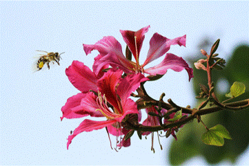 AG Club | The Originator of Live Casino