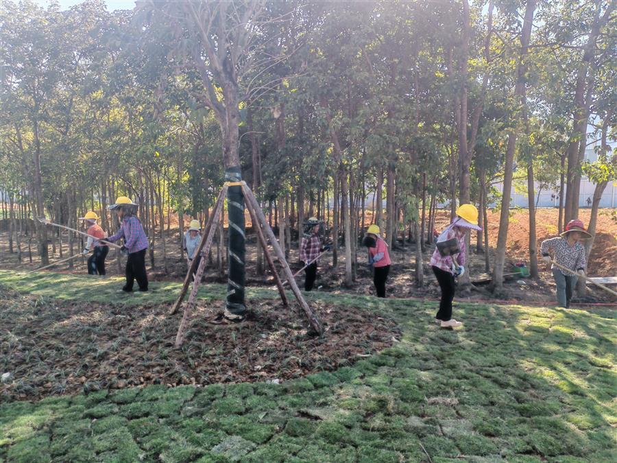 AG Club | The Originator of Live Casino